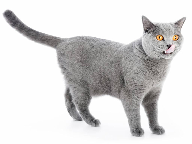 British shorthair
